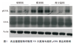 肉豆蔻提取物缓解慢性血管性痴呆大鼠以及功能障碍 第 3 张