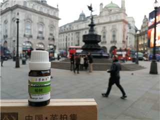 柏树.jpg